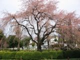 早くも葉桜となった枝垂れ。06.03.30.
