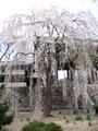 お見事山門横の枝垂れ。06.03.30.