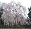 東郷寺山門前の枝垂れ。06.03.30.