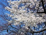 上野公園の純白の染井吉野。05.04.05