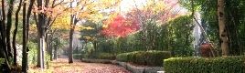 南大沢遊歩道。 06.11.29.