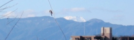尾根緑道からの富士山。枝につるが居残っている。07.01.09.