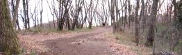 九反甫の里山の雑木林。早実野球部のランニングコース。07.01.08.