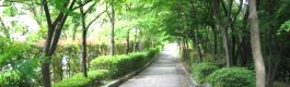 南大沢北側遊歩道。06.05.23.
