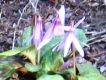 尾根緑道の日だまりに咲くカタクリ。07.03.18.