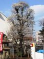 樹齢300年の蓬莱梅。06.02.22.