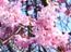 080320-sidare.jpg(2193 byte)
