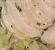 鶏むね肉のチャーシュー。08.06.28.