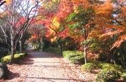 団地の遊歩道は秋景色一色です。08.11.29.
