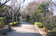 裸となった晩秋の遊歩道。08.12.29.