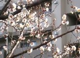 090131-ume.jpg(8875 byte)