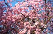 090327-sidare.jpg(10613 byte)