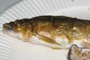 090725-釣り自慢の天然アユ。