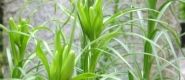090727-今年も膨らむ高砂ユリの蕾。