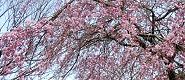 南大沢3丁目遊歩道の枝垂れ桜が咲き始め。'10.03.26.