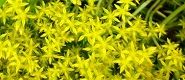 遊歩道脇に咲いた黄色の小花。'10.05.25.
