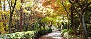 101124-kaede.jpg(8440 byte)