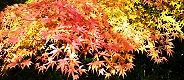 紅葉真っ盛りの遊歩道のカエデ。'11.11.27。