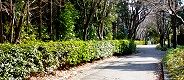淡い日差しに照らされる東側遊歩道。'12.02.08.