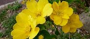 120413-yamabuki.jpg(5669 byte)