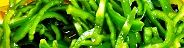 120602-sengiri.jpg(4921 byte)
