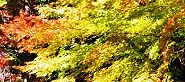 121125-kaede.jpg(10180 byte)