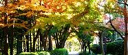 東側遊歩道の色鮮やかなカエデ。'13.11.27.