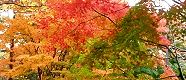 遊歩道のカエデが秋色に染まる。'14.11.24.