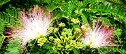 150613-nemunoki.jpg(9023 byte)