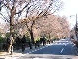 北側に上水が流れる風の散歩道。08.01.16.