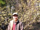 小金井公園の蝋梅は満開。08.01.16.