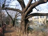 緑道にヤマザクラの古木が佇む。08.01.16.