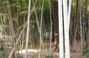 珍しい小平市の保存竹林。08.01.16.