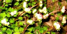 自生ハナネコノメソウの群生。08.03.11.