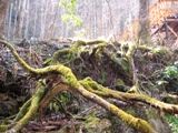 旧甲州街道の日影バス停下の沢。08.03.11.