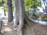 欅の大木は開墾時代からなのだろうか。07.11.25.