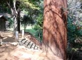 延喜16年(916)創建の八王子神社は八王子の名称の元です。08.04.03.