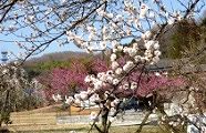 鑓水道は八重白梅や枝垂れ白梅そして紅梅が咲き乱れる。'10.03.05.