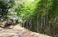 絹の道沿いの竹林。'10.03.05.
