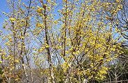 早春の花サンシュウ。'10.03.05.