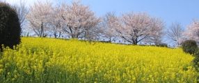 ラフェッタ南大沢の法面は菜の花畑。09.04.07.