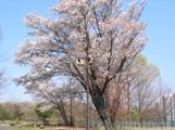 西展望広場の山桜。09.04.07.