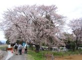 覗き込めば一人占めの賑やかな里の人達のお花見。08.03.29.