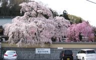 滝山城跡ハイク帰路にて円通寺を訪問。08.03.29.