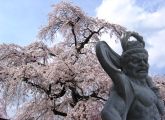 まるで枝垂桜を守護するかのような仁王が山門に立つ。08.03.29.