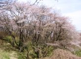 ハイクコースから望む古峰ヶ原園地の山桜。08.03.29.