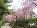毎年見事に咲く7本の枝垂桜。05.04月.