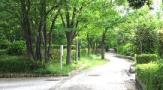 緑深き遊歩道。06.06月.