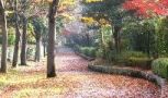 紅葉色深き晩秋の遊歩道。06.12月