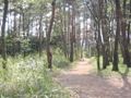 公園内を縦断する古鎌倉街道。07.04.06.